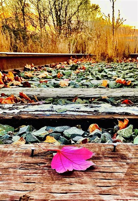 Pretty In Pink Photograph By Stefani Jane Diana Pixels