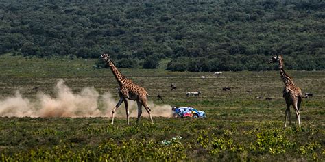 FIA WRC 2024 Friday Highlights Kenya