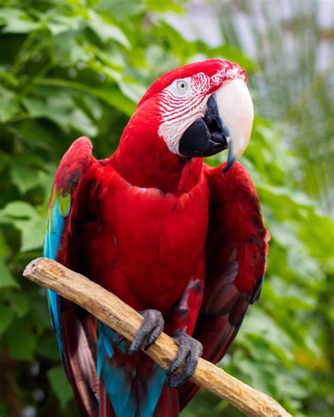 Guacamaya Bird Pictures Stock Photos, Pictures & Royalty-Free Images ...