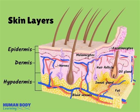 Anatomy Of The Skin Online Puzzle