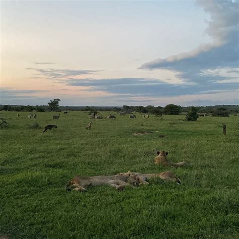 walkers river camp timbavati private nature reserve south africa