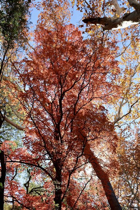 Ramsey Canyon A Return To See Fall Colors At Ramsey Canyon Flickr