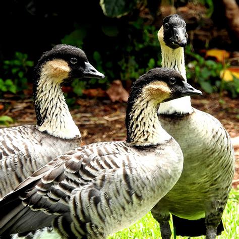 Honolulu Zoo: Hawaii Indigenous Species | Best Family Experience