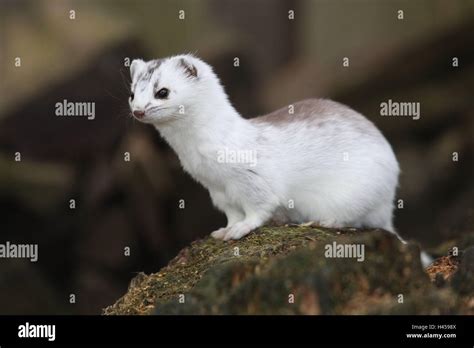 Ermine, Mustela erminea, carefully, rocks, Germany, mammal, wild animal ...