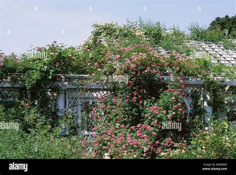 A pergola covered in climbing roses Stock Photo - Alamy