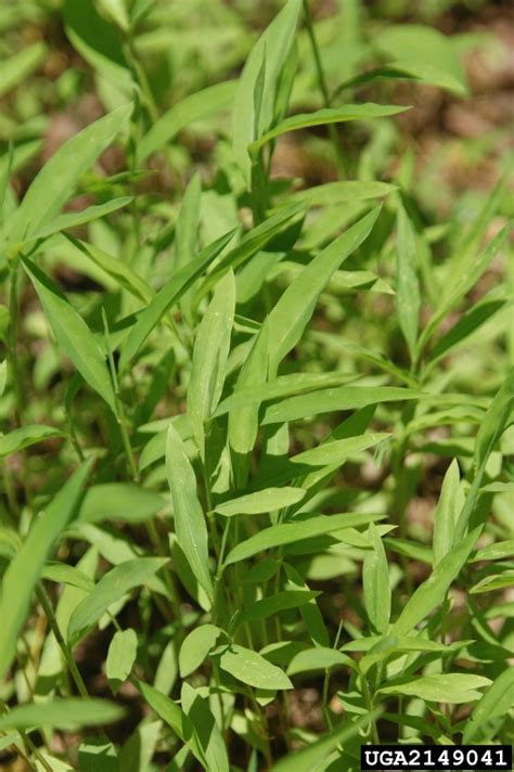 Japanese Stiltgrass Missouri Invasive Plant Council