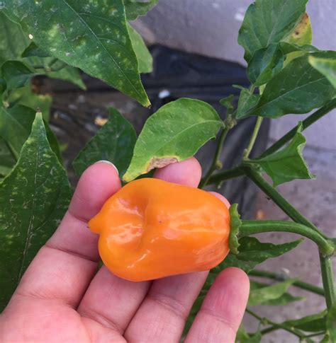 When To Pick Peppers (& How) + 2 Ways To Store Chillies - Grow Hot Peppers