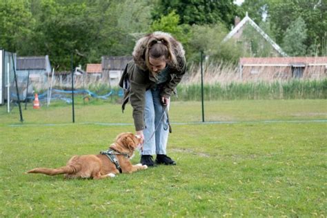 Hoe Leer Je Je Hond Liggen Hondenschool De Gabber