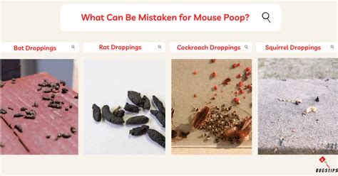 Squirrel Poop Vs Rat Poop A Detailed Comparison Bugstips