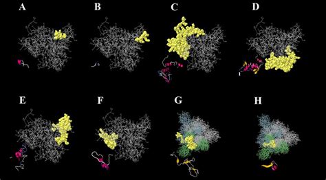 The Predicted Linear And Conformational B Cell Epitopes Of The Final