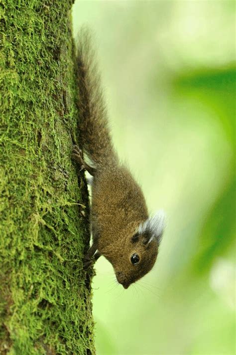 🔥 This is a Pygmy Tufted Squirrel, one of the smallest squirrels in the ...