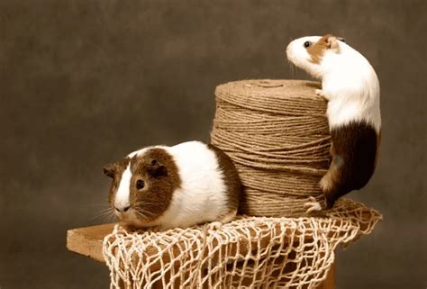 Guinea Pig Pregnancy – Signs & Week by Week Guide - Guinea Pig Site