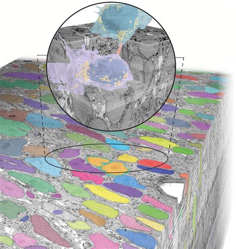 3d Volume Rendering Of A Devel Image Eurekalert Science News Releases