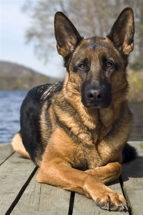 German Shepherdgoodhousemag German Dogs, German Shepherd Dogs, German Shepherds, Shepherd ...