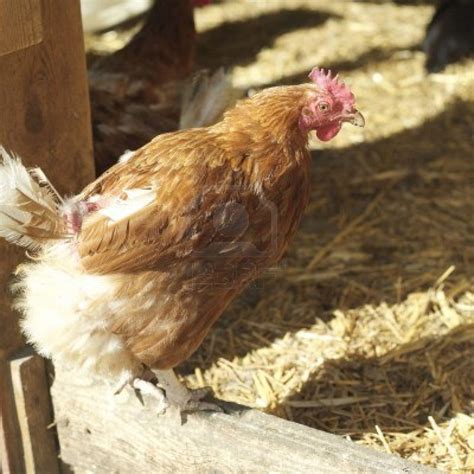 Como Criar Gallinas Ponedoras En Casa Y Mucho Más