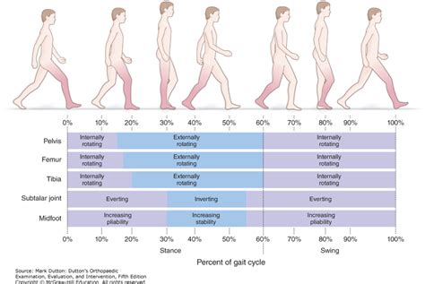 Fisioterapia BiomecÁnica De La Marcha