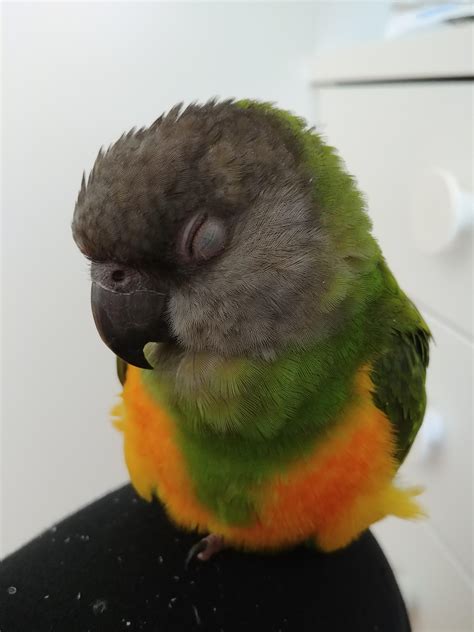 Sleepy Baby Rparrots