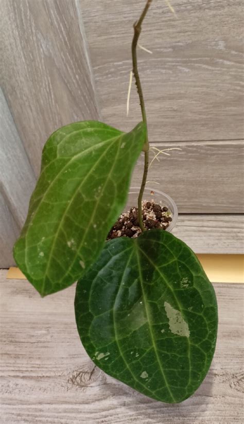 Hoya Latifolia Zacharzew Kup Teraz Na Allegro Lokalnie