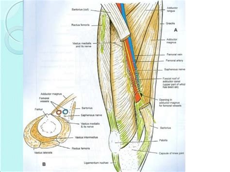 Applied Anatomy Of Adductor Canal And Popliteal Fossa