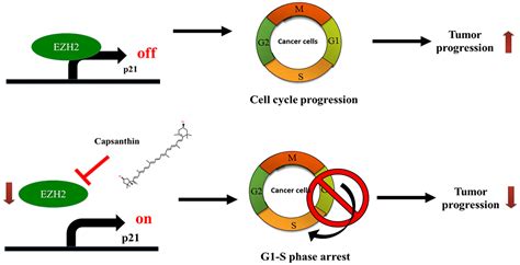 Capsanthin Induces G1 S Phase Arrest Erlotinib Sensitivity And Inhibits Tumor Progression By