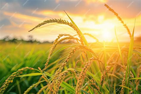 Premium Photo Lush Green Paddy Field Sprawling Under A Clear