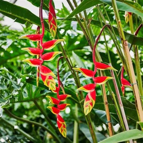 10 Mudas Heliconia Rostrata Graúdas Altura Maior 30cm Parcelamento