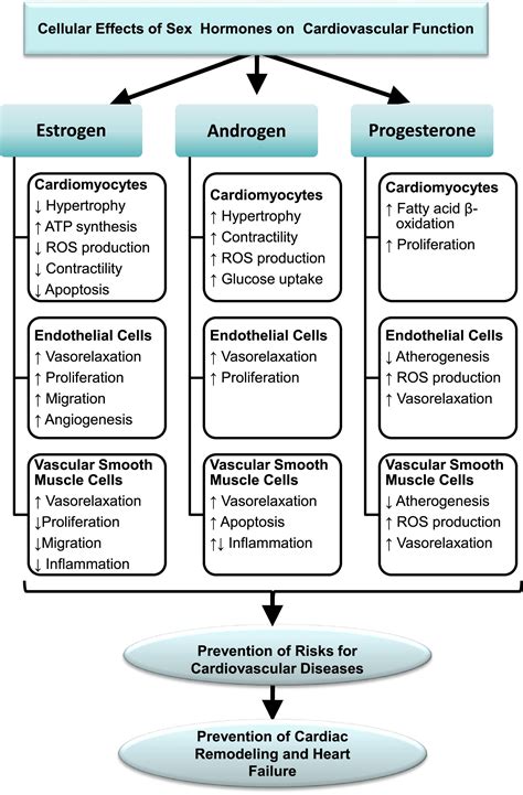 Oral Hormonal Contraceptives And Cardiovascular Risks In Females