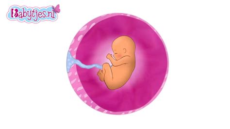 Animatie Groei Baby In Baarmoeder YouTube