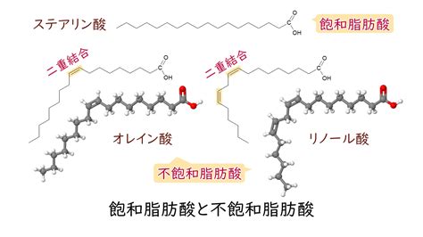 「脂質クオリティと生命現象」脂肪酸の種類と特徴 Holistic Care つながり 脂肪酸リモデリング