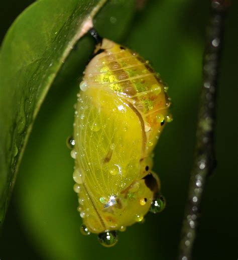 Lepidoptera Chrysalis 02 Lepidoptera Chrysalis 20 July 200 Flickr