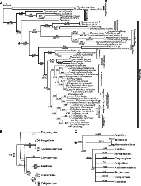 A Bayesian Tree Inferred Using Phase With The S A C Model Partition