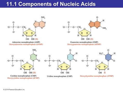 Chapter 11 Nucleic Acids—big Molecules With A Big Role Ppt Video