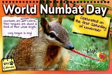 World Numbat Day Wild Calendar