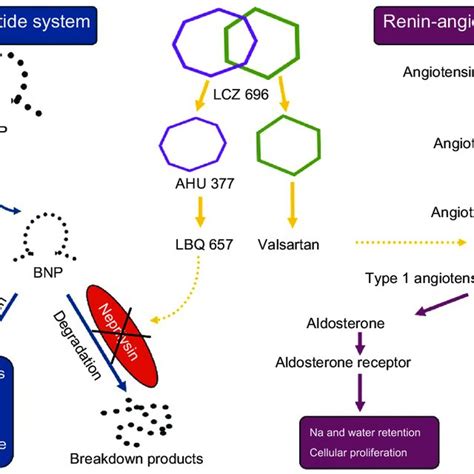 PDF Angiotensin Receptor Neprilysin Inhibitors Clinical Potential In