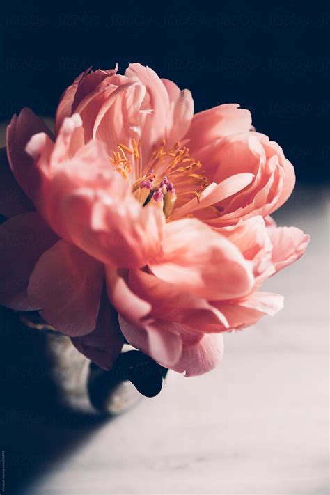 Peony By Stocksy Contributor Vera Lair Stocksy