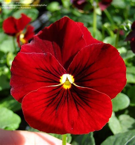 Plantfiles Pictures Viola Horned Violet Tufted Pansy Penny Red