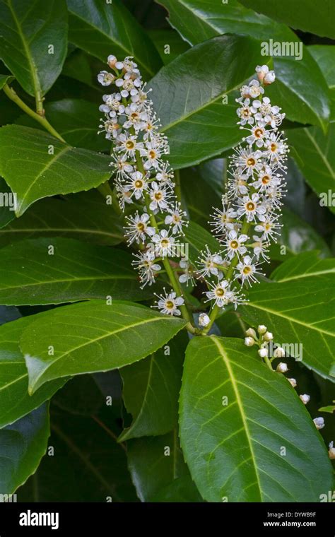 Flores Del Laurel Cerezo Prunus Laurocerasus Fotografías E Imágenes De