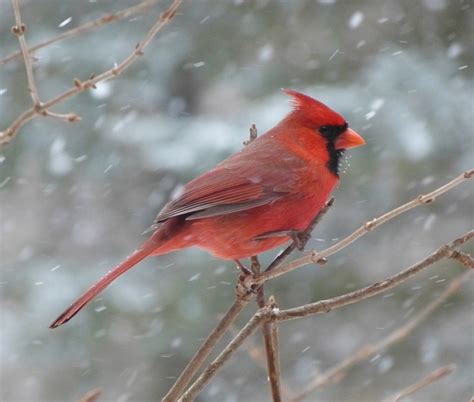 Bird cardinal male Photos in .jpg format free and easy download unlimit ...