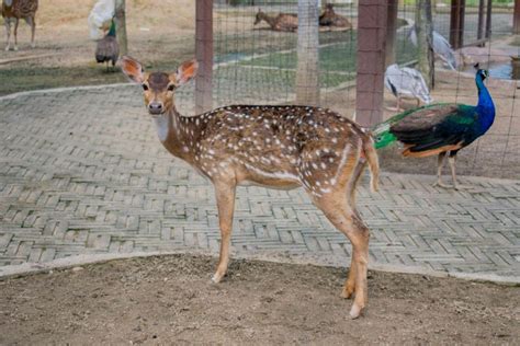 Pahang Bentong Farm Full Day Admission Ticket Getyourguide