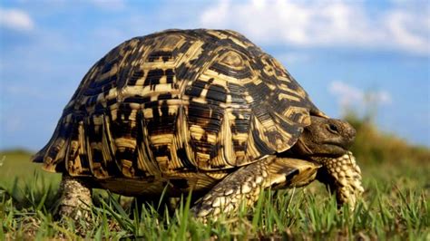 TORTUGA Características Tipos Qué comen Dónde viven