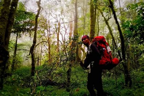 Kisah Pendaki Gunung Argopuro Probolinggo Masuk Hutan Lumut Nyaris Tak