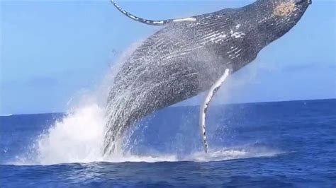 Saut De Baleine Impressionnant L Le De La R Union Youtube