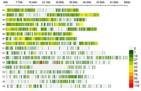 The Density Of Snps Markers Over Carinata Chromosomes The