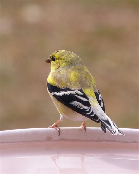 American Goldfinch Feederwatch