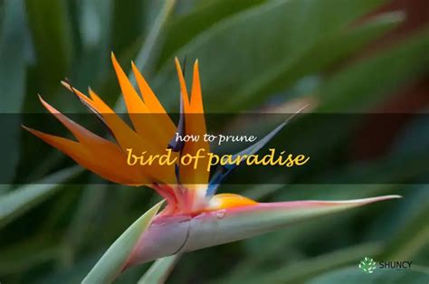 Master The Art Of Pruning Your Bird Of Paradise A Step By Step Guide