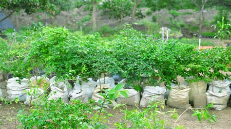 Jardín Botánico Prof Eugenio de Js Marcano Jacagua Santiago de los