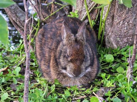 Lapin Des Marais Photos Banque Dimages Et Photos Libres De Droit Istock