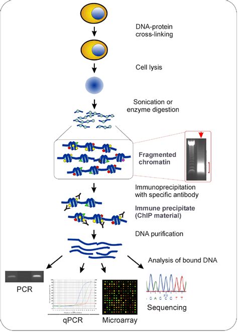 The Chromatin Immunoprecipitation Chip Assay Download Scientific