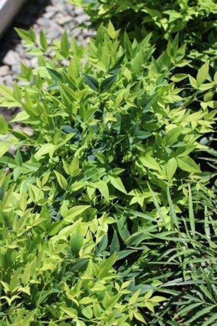Nandina Domestica Lemon Lime Devil Mountain Wholesale Nursery