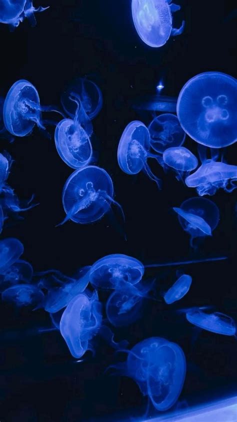 Blue Jellyfish Aquarium Wallpaper